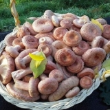 Koliko dana i kako namakati valove: prije soljenja, prije kuhanja, prije prženja